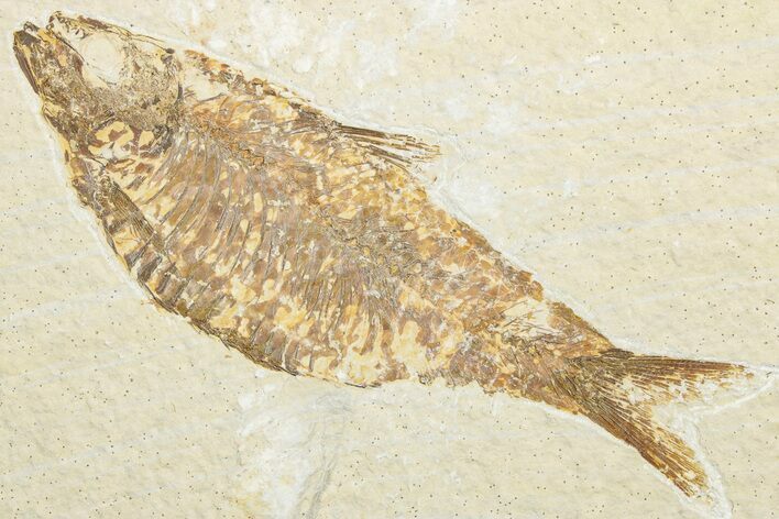 Detailed Fossil Fish (Knightia alta) - Wyoming #346041